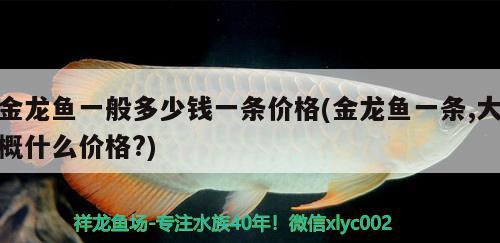 金龍魚一般多少錢一條價格(金龍魚一條,大概什么價格?)