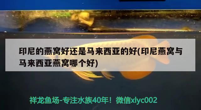 印尼的燕窩好還是馬來西亞的好(印尼燕窩與馬來西亞燕窩哪個(gè)好) 馬來西亞燕窩