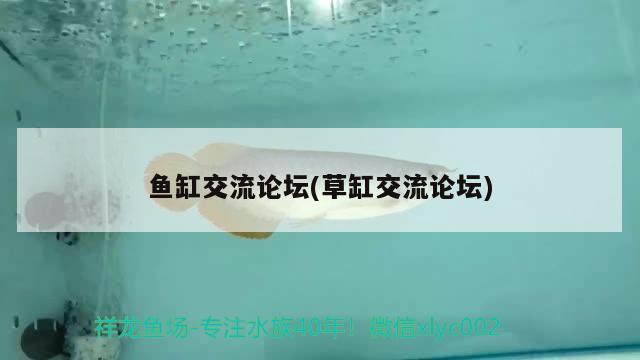 魚缸交流論壇(草缸交流論壇)