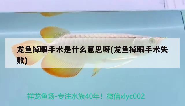 龍魚掉眼手術(shù)是什么意思呀(龍魚掉眼手術(shù)失敗) 元寶鯽