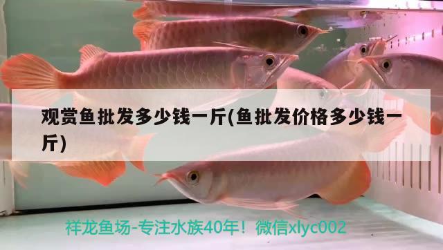 觀賞魚批發(fā)多少錢一斤(魚批發(fā)價(jià)格多少錢一斤) 觀賞魚批發(fā)