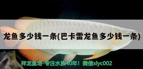 龍魚多少錢一條(巴卡雷龍魚多少錢一條) 巴卡雷龍魚