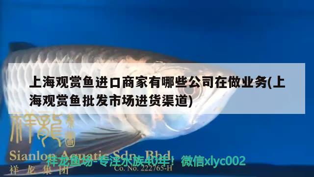 上海觀(guān)賞魚(yú)進(jìn)口商家有哪些公司在做業(yè)務(wù)(上海觀(guān)賞魚(yú)批發(fā)市場(chǎng)進(jìn)貨渠道) 觀(guān)賞魚(yú)進(jìn)出口