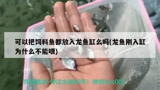 可以把飼料魚都放入龍魚缸么嗎(龍魚剛?cè)敫诪槭裁床荒芪? 古典過(guò)背金龍魚