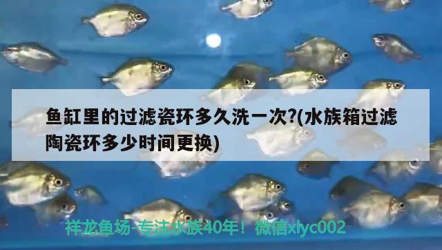 魚缸里的過濾瓷環(huán)多久洗一次?(水族箱過濾陶瓷環(huán)多少時(shí)間更換) 魚缸/水族箱