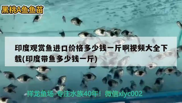 印度觀賞魚進(jìn)口價格多少錢一斤啊視頻大全下載(印度帶魚多少錢一斤)