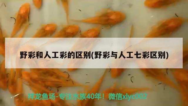 野彩和人工彩的區(qū)別(野彩與人工七彩區(qū)別) 森森魚缸