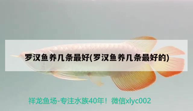 羅漢魚養(yǎng)幾條最好(羅漢魚養(yǎng)幾條最好的) 羅漢魚