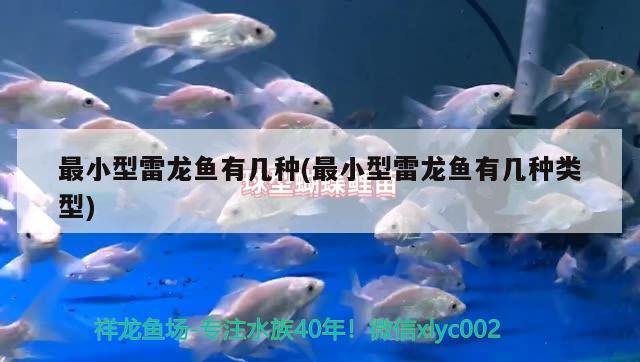 最小型雷龍魚(yú)有幾種(最小型雷龍魚(yú)有幾種類型) 造景/裝飾