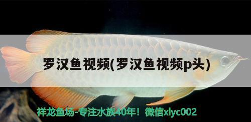 羅漢魚視頻(羅漢魚視頻p頭) 羅漢魚