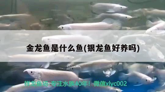 金龍魚(yú)是什么魚(yú)(銀龍魚(yú)好養(yǎng)嗎) 銀龍魚(yú)