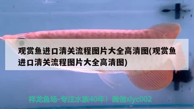 觀賞魚進口清關流程圖片大全高清圖(觀賞魚進口清關流程圖片大全高清圖) 觀賞魚進出口