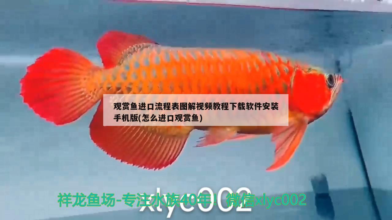 觀賞魚進(jìn)口流程表圖解視頻教程下載軟件安裝手機(jī)版(怎么進(jìn)口觀賞魚) 觀賞魚進(jìn)出口