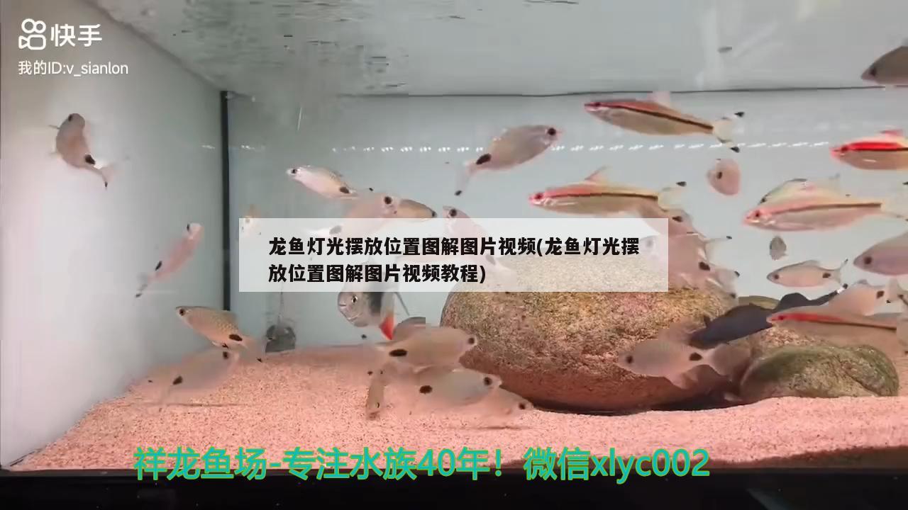 龍魚燈光擺放位置圖解圖片視頻(龍魚燈光擺放位置圖解圖片視頻教程)