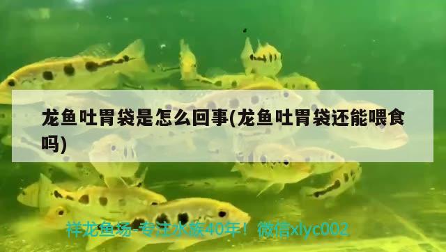 龍魚吐胃袋是怎么回事(龍魚吐胃袋還能喂食嗎)