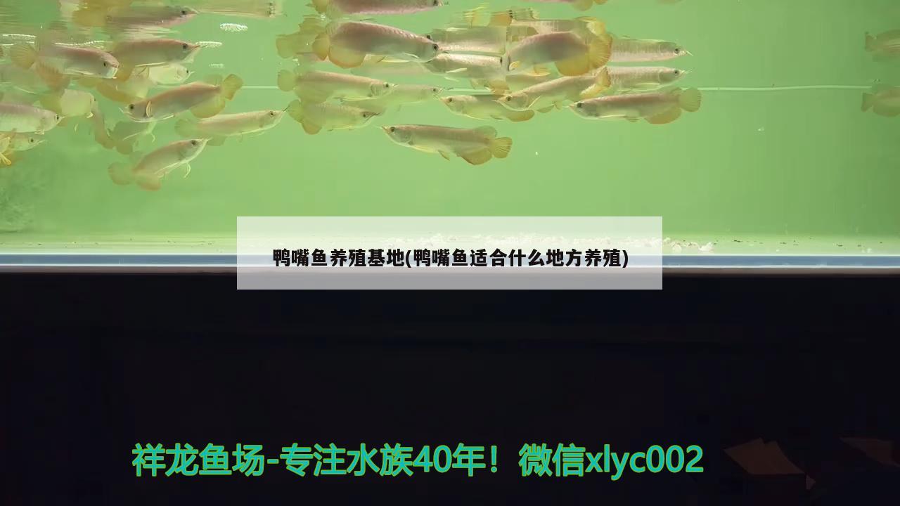 鴨嘴魚(yú)養(yǎng)殖(鴨嘴魚(yú)適合什么地方養(yǎng)殖) 慈雕魚(yú)