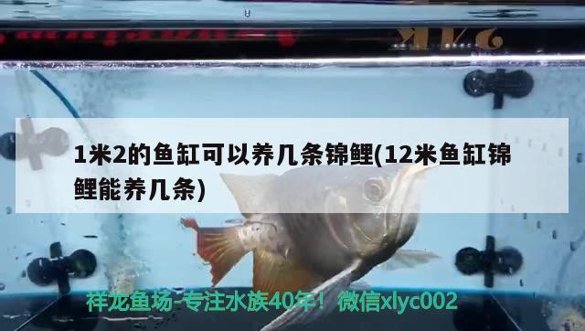 1米2的魚缸可以養(yǎng)幾條錦鯉(12米魚缸錦鯉能養(yǎng)幾條) 委內(nèi)瑞拉奧里諾三間魚苗