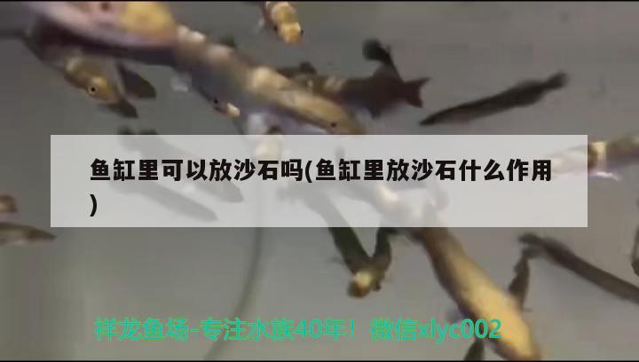 魚缸里可以放沙石嗎(魚缸里放沙石什么作用) 元寶鳳凰魚專用魚糧