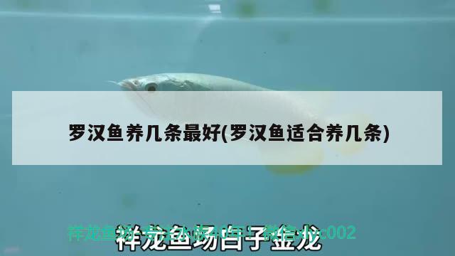 羅漢魚養(yǎng)幾條最好(羅漢魚適合養(yǎng)幾條) 羅漢魚