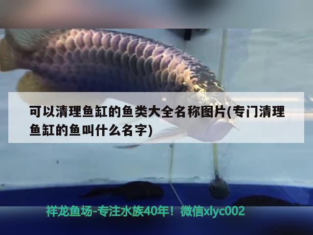 可以清理魚缸的魚類大全名稱圖片(專門清理魚缸的魚叫什么名字) 賽級紅龍魚