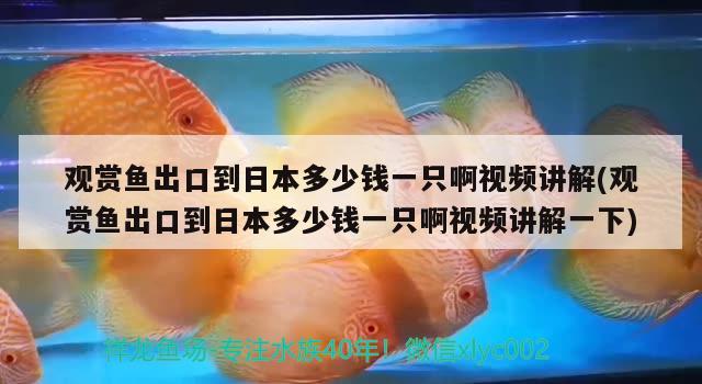 觀賞魚(yú)出口到日本多少錢(qián)一只啊視頻講解(觀賞魚(yú)出口到日本多少錢(qián)一只啊視頻講解一下) 觀賞魚(yú)進(jìn)出口