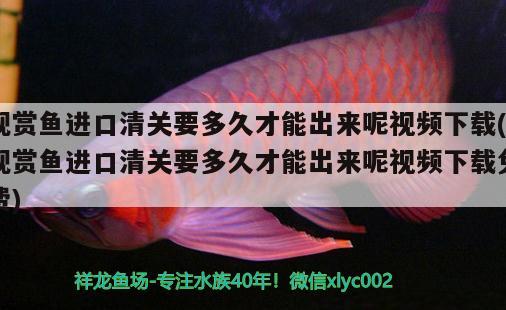 觀賞魚進口清關要多久才能出來呢視頻下載(觀賞魚進口清關要多久才能出來呢視頻下載免費) 觀賞魚進出口