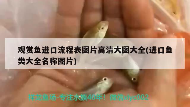 觀賞魚進(jìn)口流程表圖片高清大圖大全(進(jìn)口魚類大全名稱圖片)