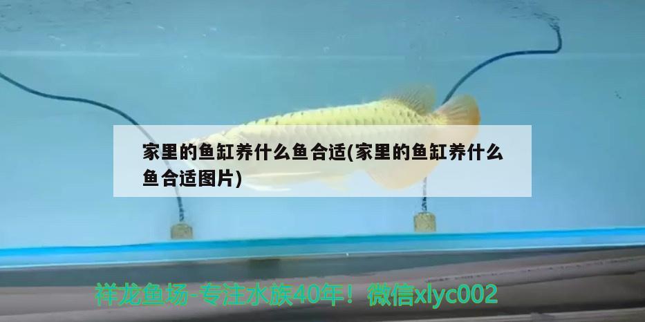 家里的魚缸養(yǎng)什么魚合適(家里的魚缸養(yǎng)什么魚合適圖片)