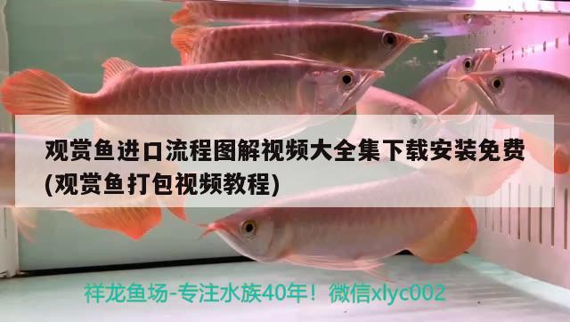 觀賞魚進口流程圖解視頻大全集下載安裝免費(觀賞魚打包視頻教程)