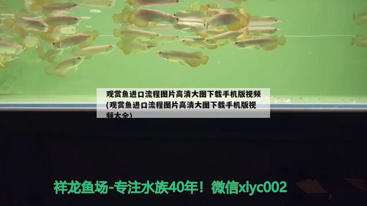 觀賞魚(yú)進(jìn)口流程圖片高清大圖下載手機(jī)版視頻(觀賞魚(yú)進(jìn)口流程圖片高清大圖下載手機(jī)版視頻大全)