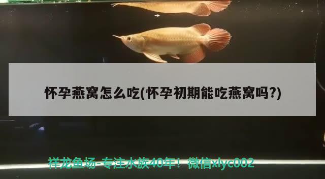 懷孕燕窩怎么吃(懷孕初期能吃燕窩嗎?)