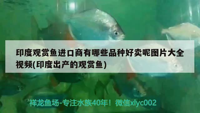 印度觀賞魚進(jìn)口商有哪些品種好賣呢圖片大全視頻(印度出產(chǎn)的觀賞魚) 觀賞魚進(jìn)出口