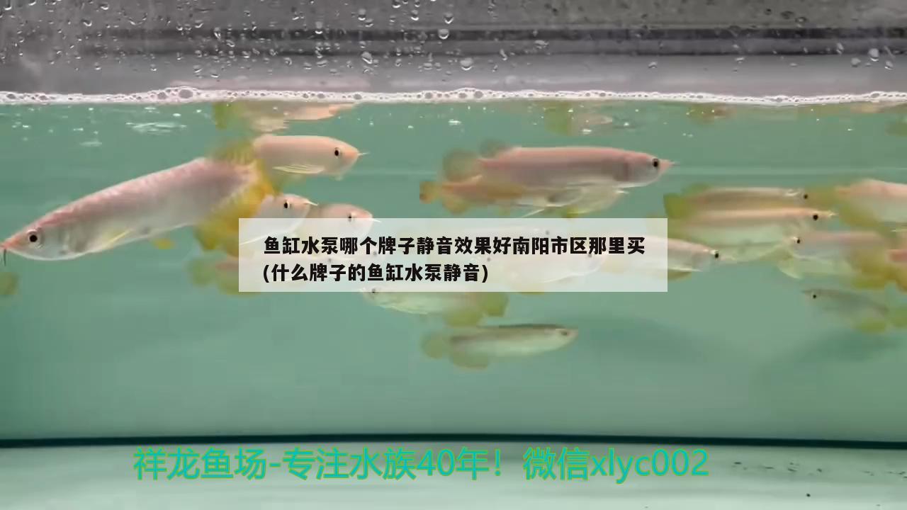 魚缸水泵哪個牌子靜音效果好南陽市區(qū)那里買(什么牌子的魚缸水泵靜音)