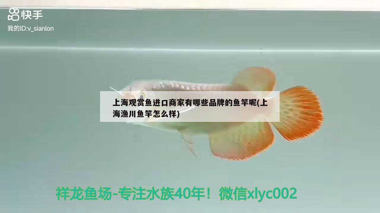 上海觀賞魚進(jìn)口商家有哪些品牌的魚竿呢(上海漁川魚竿怎么樣) 垂釣樂園