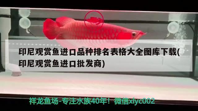 印尼觀賞魚(yú)進(jìn)口品種排名表格大全圖庫(kù)下載(印尼觀賞魚(yú)進(jìn)口批發(fā)商) 觀賞魚(yú)進(jìn)出口