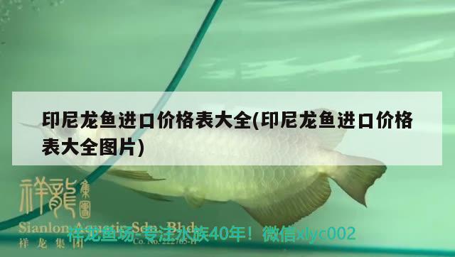 印尼龍魚進(jìn)口價格表大全(印尼龍魚進(jìn)口價格表大全圖片) 觀賞魚進(jìn)出口