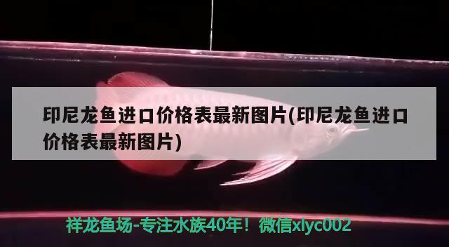 印尼龍魚進口價格表最新圖片(印尼龍魚進口價格表最新圖片) 觀賞魚進出口