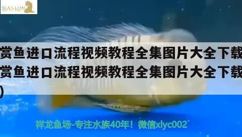 觀賞魚進(jìn)口流程視頻教程全集圖片大全下載(觀賞魚進(jìn)口流程視頻教程全集圖片大全下載安裝) 觀賞魚進(jìn)出口