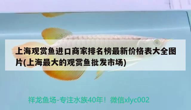 上海觀賞魚進口商家排名榜最新價格表大全圖片(上海最大的觀賞魚批發(fā)市場) 觀賞魚進出口