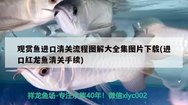 觀賞魚進口清關(guān)流程圖解大全集圖片下載(進口紅龍魚清關(guān)手續(xù)) 觀賞魚進出口