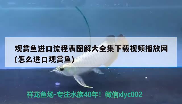 觀賞魚進口流程表圖解大全集下載視頻播放網(wǎng)(怎么進口觀賞魚)