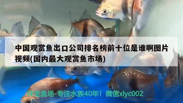 中國觀賞魚出口公司排名榜前十位是誰啊圖片視頻(國內(nèi)最大觀賞魚市場) 觀賞魚進出口 第1張