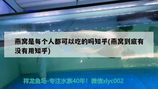 燕窩是每個(gè)人都可以吃的嗎知乎(燕窩到底有沒有用知乎) 馬來西亞燕窩