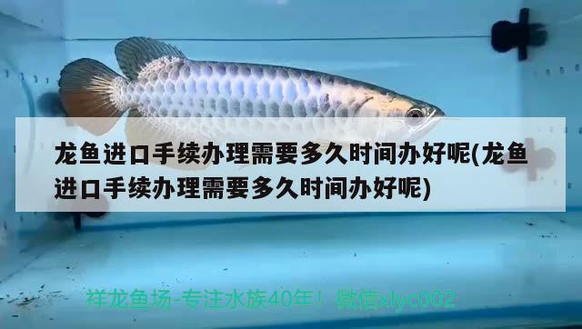 龍魚(yú)進(jìn)口手續(xù)辦理需要多久時(shí)間辦好呢(龍魚(yú)進(jìn)口手續(xù)辦理需要多久時(shí)間辦好呢) 觀(guān)賞魚(yú)進(jìn)出口