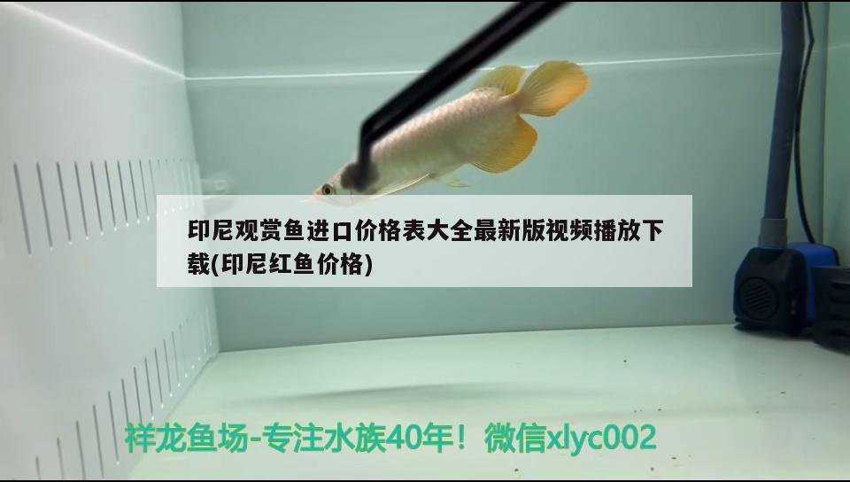 印尼觀賞魚(yú)進(jìn)口價(jià)格表大全最新版視頻播放下載(印尼紅魚(yú)價(jià)格)