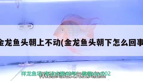 金龍魚頭朝上不動(金龍魚頭朝下怎么回事)