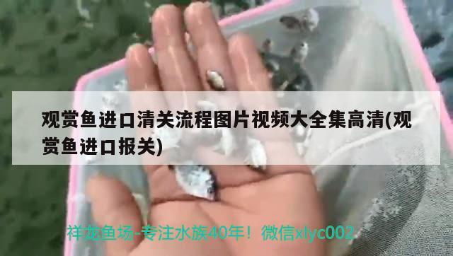 觀賞魚進口清關流程圖片視頻大全集高清(觀賞魚進口報關) 觀賞魚進出口