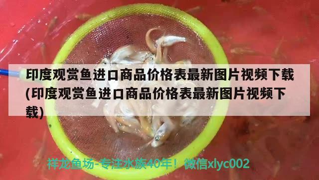 印度觀賞魚進(jìn)口商品價(jià)格表最新圖片視頻下載(印度觀賞魚進(jìn)口商品價(jià)格表最新圖片視頻下載) 觀賞魚進(jìn)出口