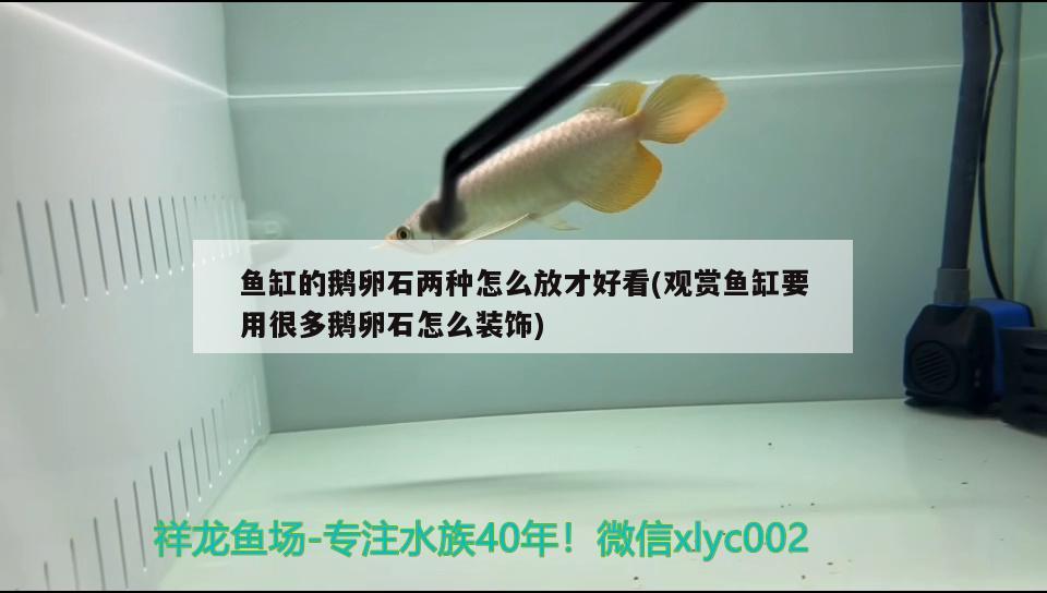 魚缸的鵝卵石兩種怎么放才好看(觀賞魚缸要用很多鵝卵石怎么裝飾)