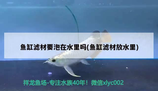 魚缸濾材要泡在水里嗎(魚缸濾材放水里) 斑馬狗頭魚